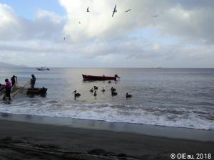 Pélicans profitant de la pêche en Martinique