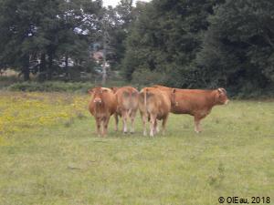 Vaches dans la campagne limousine